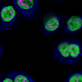 NHBE-CRY – SC35 (pink), MitoTracker (blue), DAPI (green), 60x