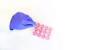 一名实验室工作人员戴着紫色手套，手握金属钳，从24孔板中取出组织插入物.